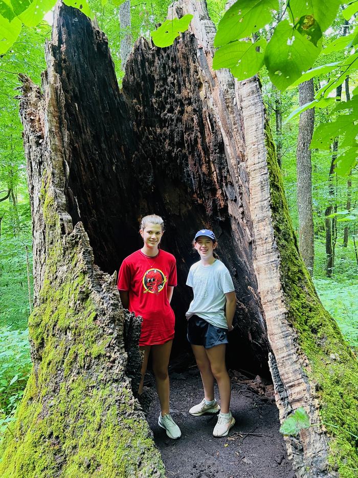 Hollow Tree