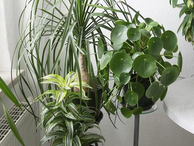 a trio of houseplants in front of a window.