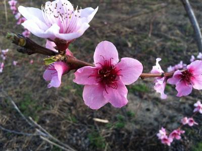Pink peach blossom on a branch with other blossoms in blurred background