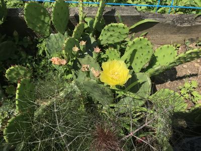 Yellow prickly pear cactus bloom among green pads with spines