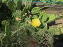 Yellow prickly pear cactus bloom among green pads with spines