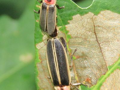Mating big dipper fireflies