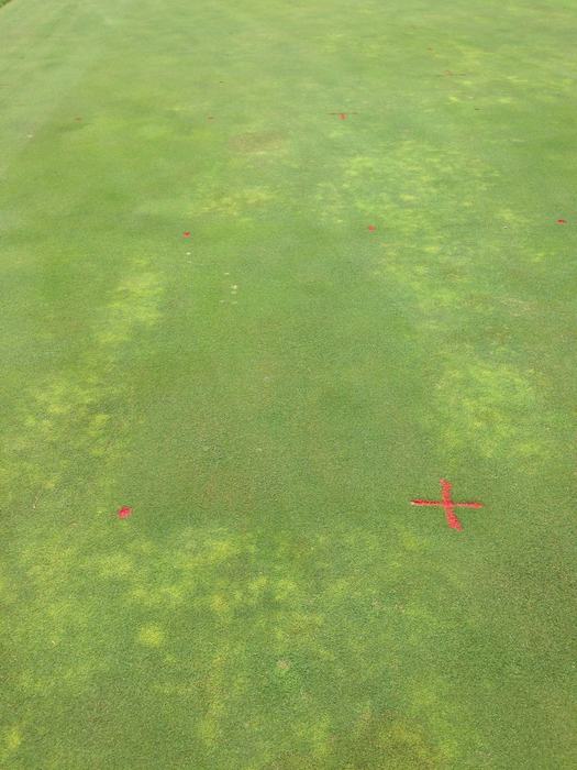 Golf putting green with red spray-painted X marks and small red dots