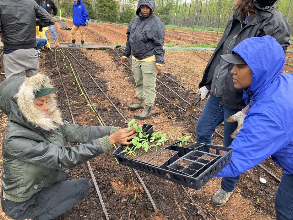 People in rain jackets planting seedlings from a plastic tray into garden rows