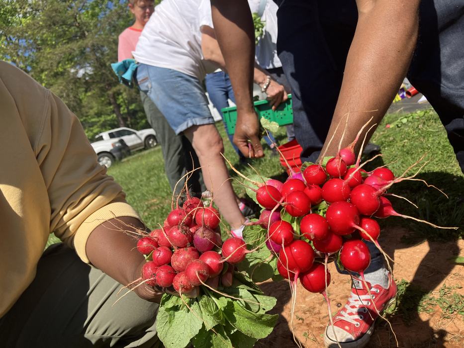 Two hands holding bunches of freshly harvested radishes outdoors