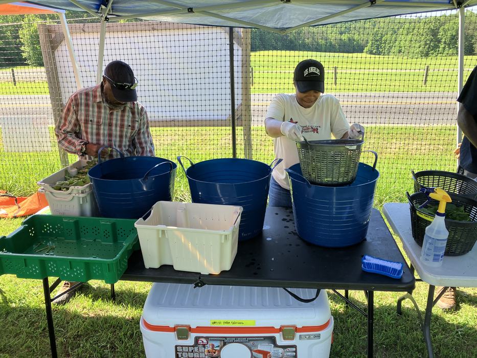 Two people rinsing and sorting produce into blue tubs under a canopy