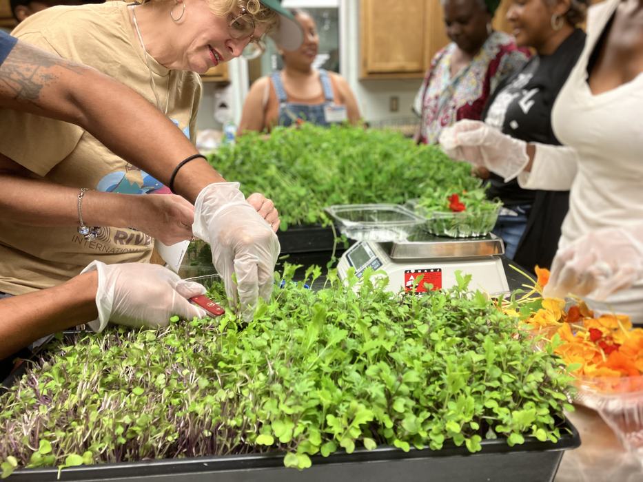 People wearing gloves harvesting microgreens with scissors onto a scale