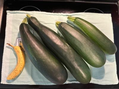 Four large zucchinis and a speckled banana arranged on a light dish towel