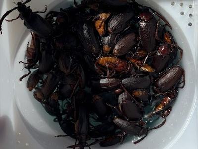 Cluster of dark brown beetles crowded inside a white bowl