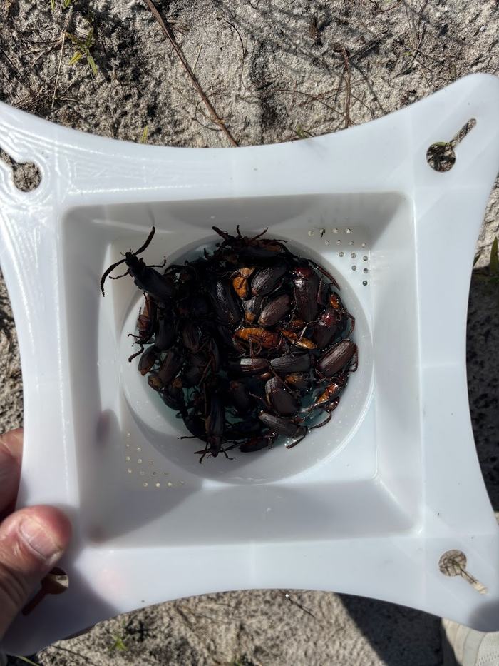 A white recipient container part of a panel trap with tens of dead adult Prionus beetles