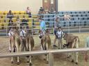 Children leading brown cows in a livestock show ring with spectators in bleachers