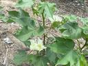 Young cotton plant with pale yellow bloom and green bolls on dry soil