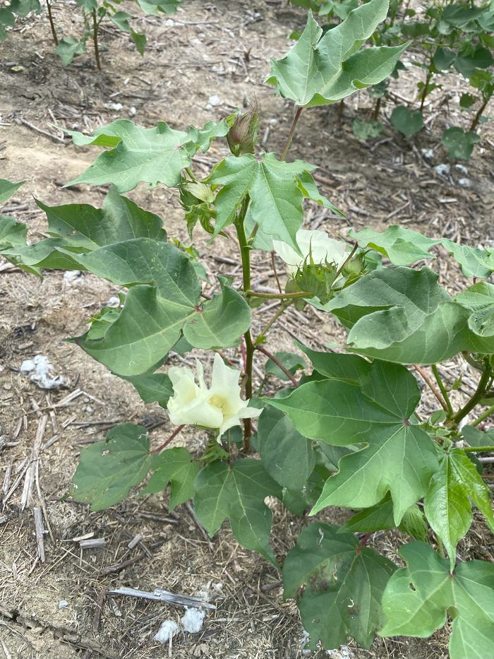 Young cotton plant with pale yellow bloom and green bolls on dry soil