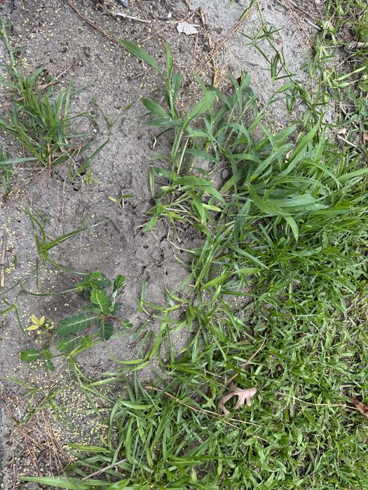 Fire ant mound with bait places around the mound. Photo by Gene Fox