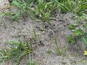 Fire ant mound with bait places around the mound. Photo by Gene Fox