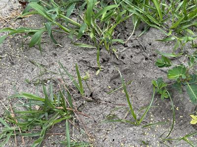 Fire ant mound with bait places around the mound. Photo by Gene Fox