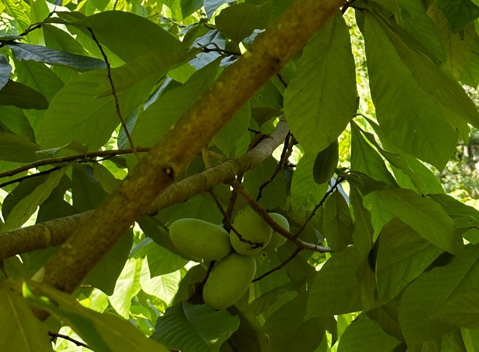 Green oblong fruit in a tree with large broad leaves.