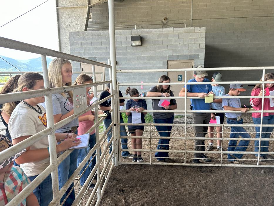 Livestock Judging