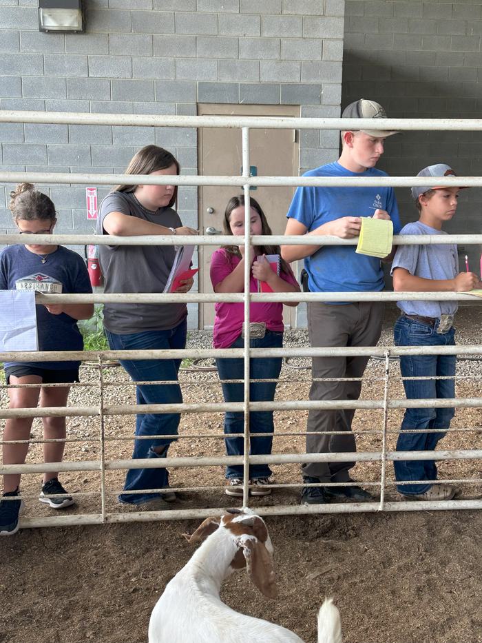 Livestock Judging
