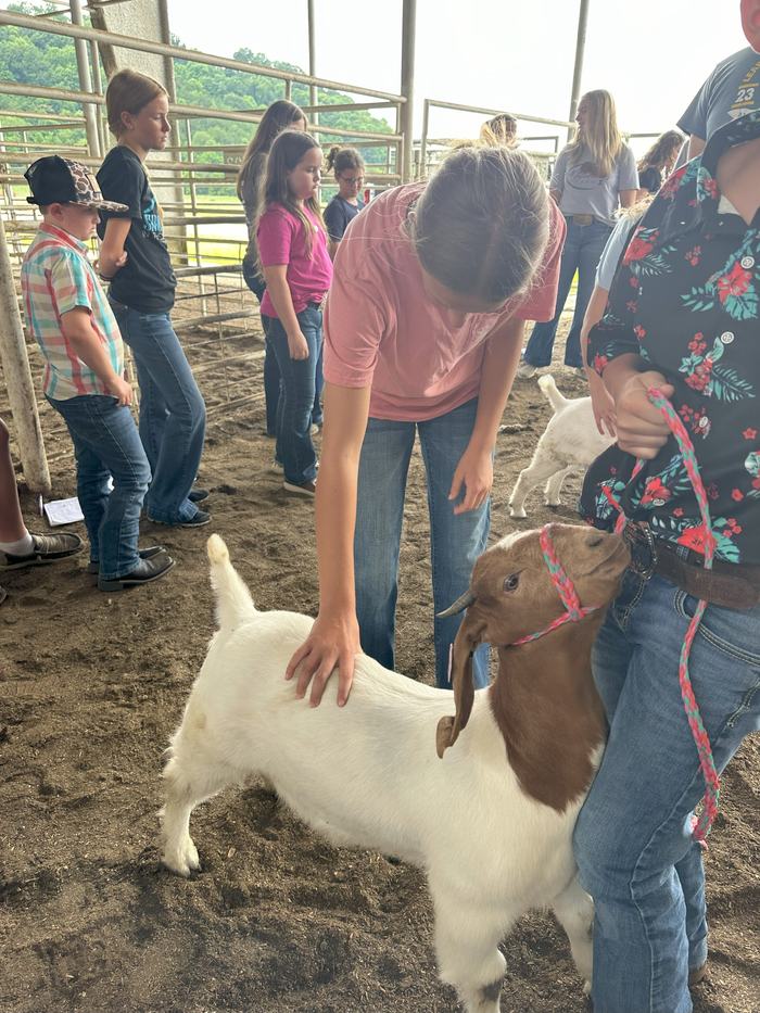 Livestock Judging