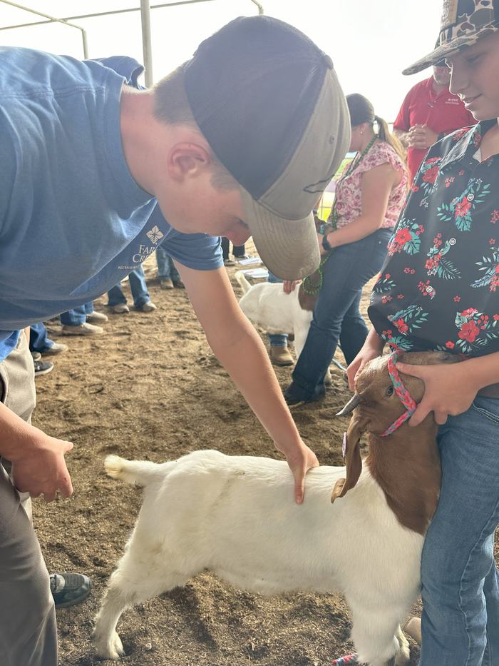 Livestock Judging