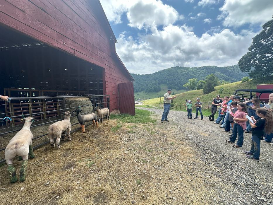 Livestock Judging
