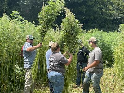 several workers holding bundles of fiber hemp that had just been harvested