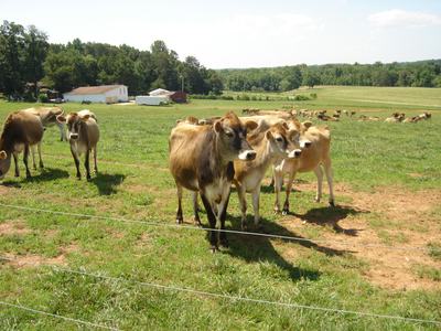 Three cows standing near wire fence in a green pasture with farm buildings in background