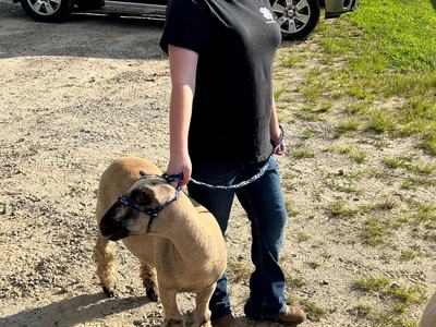 4-H'er with her lamb