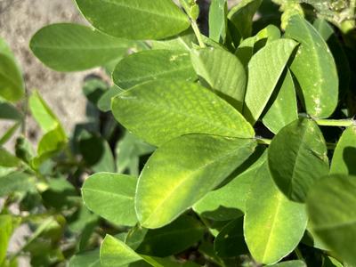 Leaf Hopper burn on leaves. Light yellow from the center of the leaf.