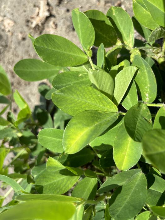 Leaf Hopper burn on leaves. Light yellow from the center of the leaf.