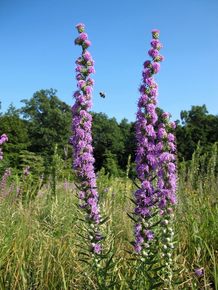 Two tall purple blazing star spikes in a meadow with a bee between them