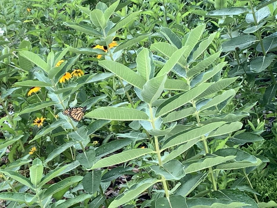Monarch butterfliy on a native milkweed plant.