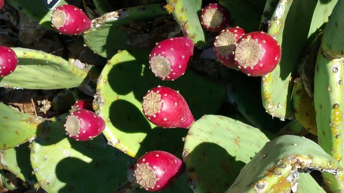 Prickly pear cactus pads bearing red fruit in sunlight.