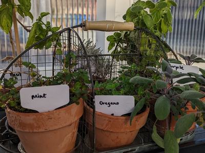 Galvanized basket of herbs in four-inch terra cotta pots, including mint, oregano, and purple sage with white labels.