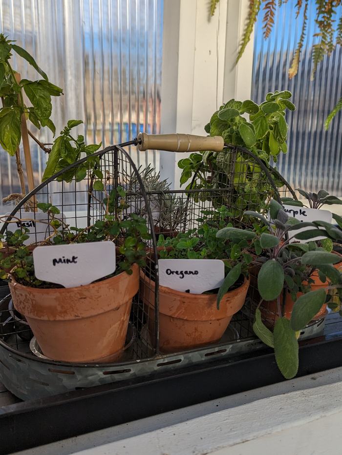 Galvanized metal basket containing six herbs in four-inch terra cotta pots