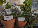Galvanized basket of herbs in four-inch terra cotta pots, including mint, oregano, and purple sage with white labels.