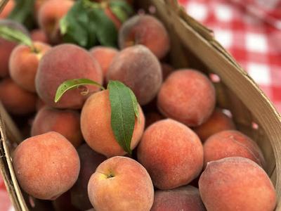 Basket of ripe peaches with leaves on red-and-white checkered tablecloth