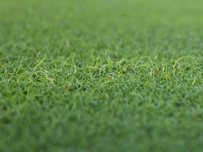 Close-up of short green grass blades and turf