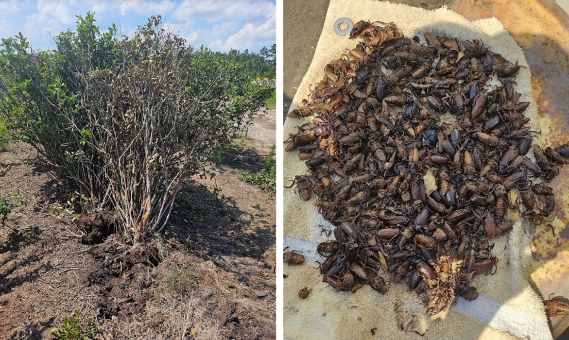 Two pictures, left showing two wilting blueberry bushed uprooted leaning on healthy green blueberry bushes behind them; right showing a group of more than 100 dead adult Prionus beetles laying in a white cloth.