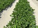 Rows of peanut.