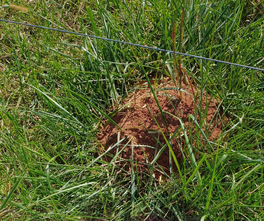 fire ant mound in pasture