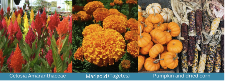 Celosia Amaranthaceae, Marigold, Pumpkin and Dried Corn