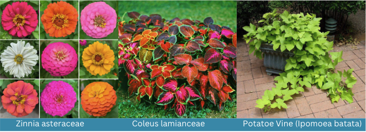 Zinnia Asteracae, Coleus Lamianceae, Potatoe Vine