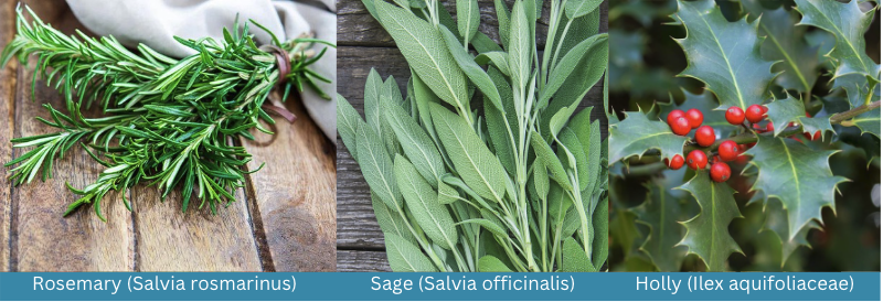 Rosemary, Sage, Holly
