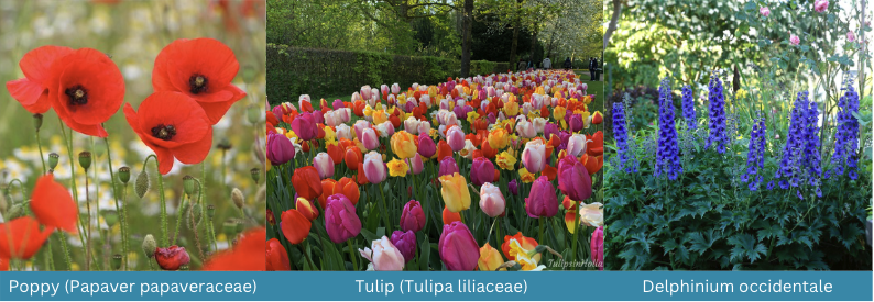 Poppy, Tulip, Delphinium occidentale