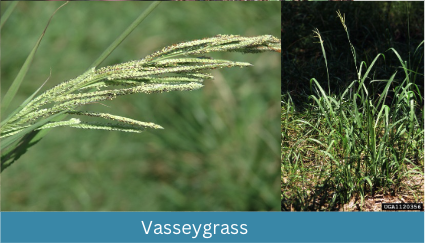 Vasseygrass