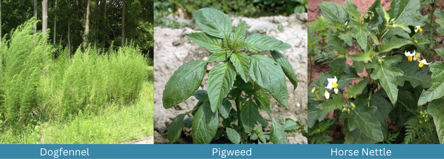 Dogfennel, Pigweed, Horse Nettle