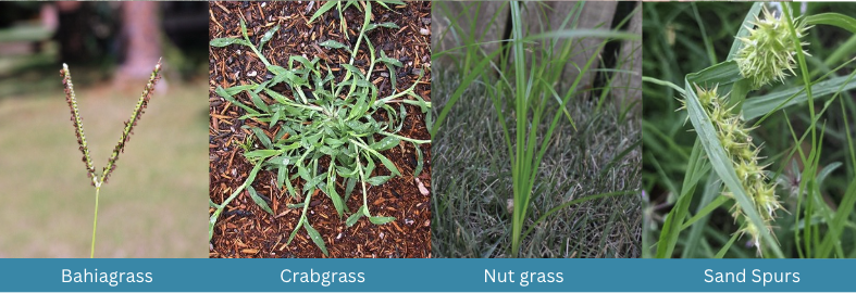 Bahiagrass, Crabgrass, Nut Grass, Sand Spurs