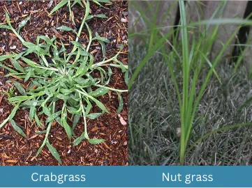Four grass types labeled: Bahiagrass, Crabgrass, Nut grass, Sand Spurs